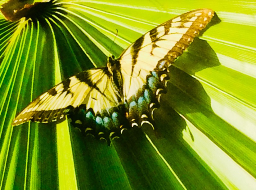 67F4262C-2989-4EAE-9179-EB3AD6EDA3B7